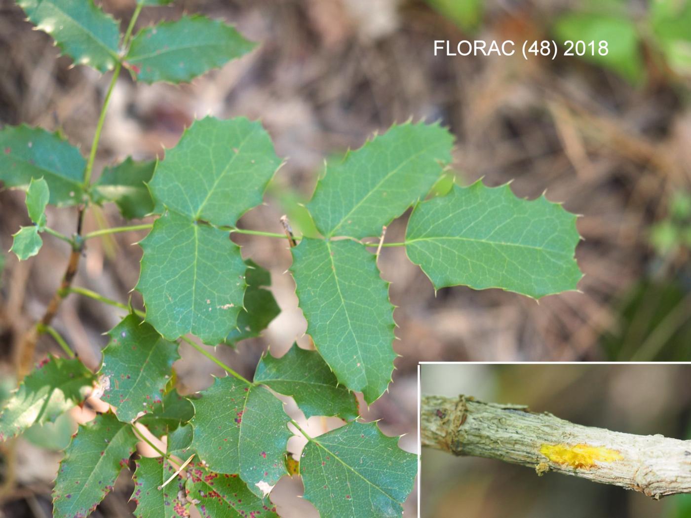 Mahonia, Holly-leaved leaf